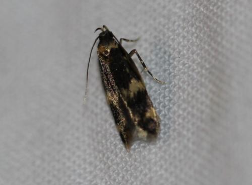 Oegoconia sp.